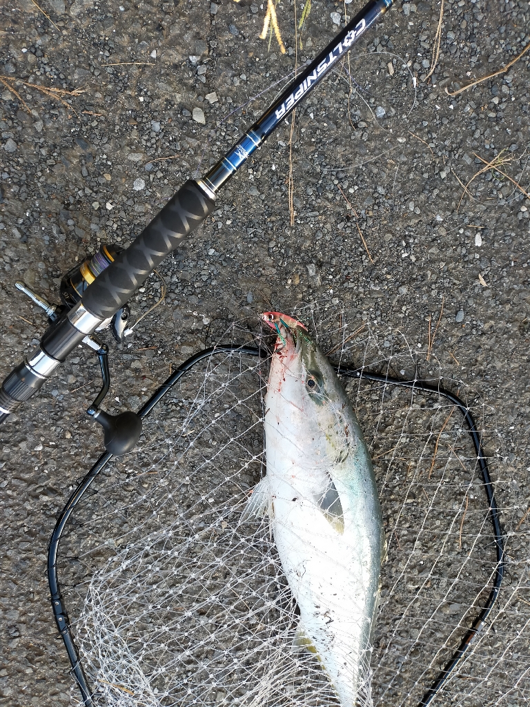 今季初メジロ（ワラサ）