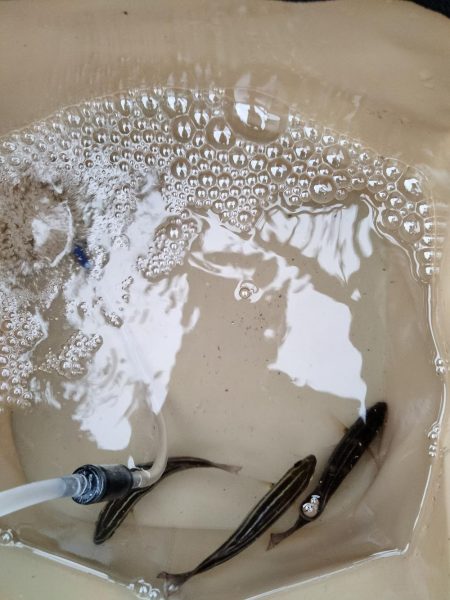 ほんとにさっぱりん