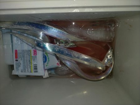 上手い人は釣る