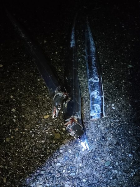 ２年ぶりのタチウオ