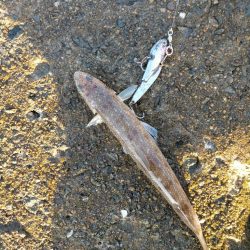 まだおらぬ青物!!