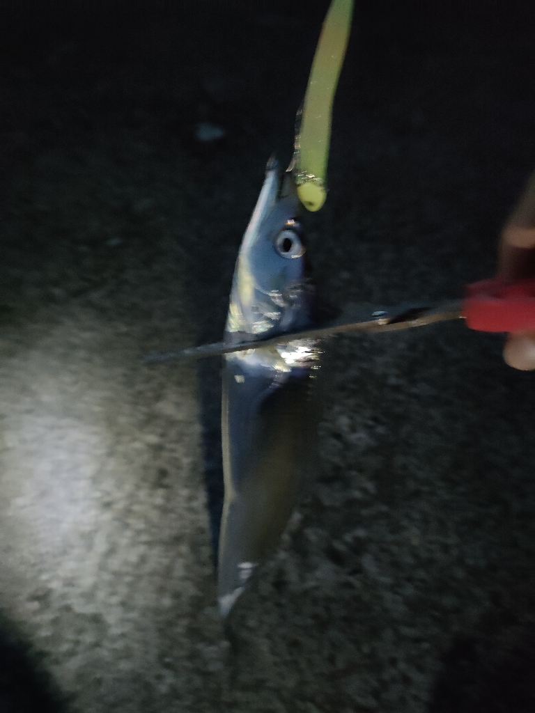 サゴシ&タチウオ