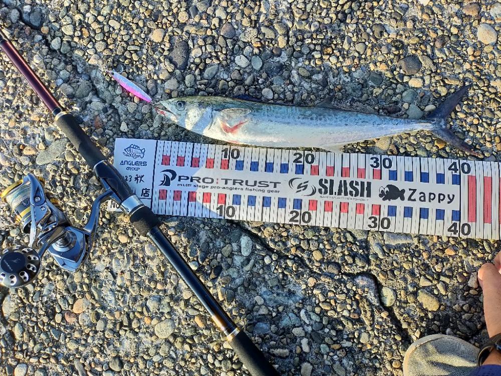 サゴシ狙いで来たものの