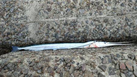 ショアジギング