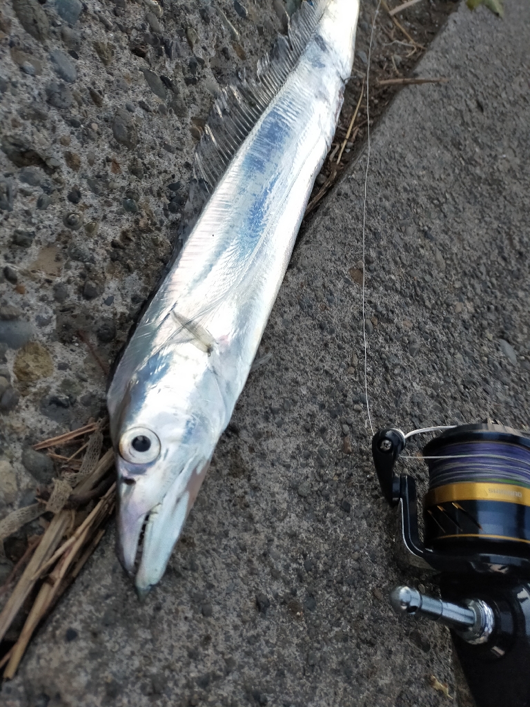 コノシロの大群襲来も…