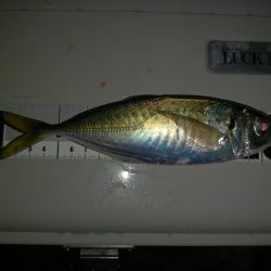 タチウオ釣れず