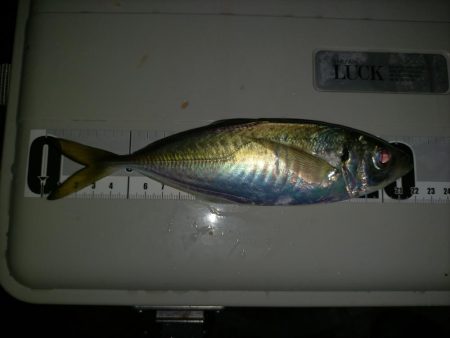 タチウオ釣れず