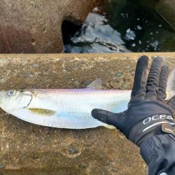 ちょっと遊べた笑