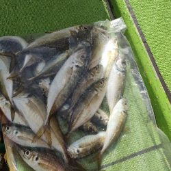 つり幸からライトアジ