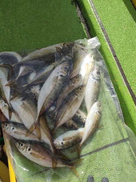 つり幸からライトアジ