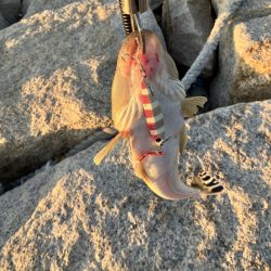 マゴチさんお久しぶり