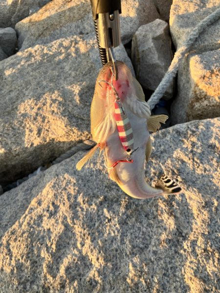 マゴチさんお久しぶり