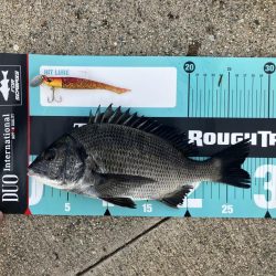 リモートバトルのシーバス狙い