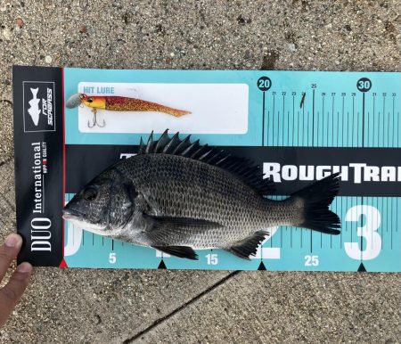 リモートバトルのシーバス狙い