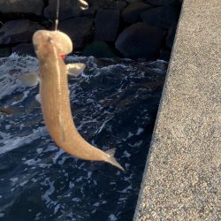 巨大マゴチを求めて