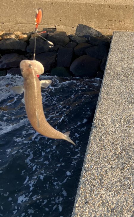 巨大マゴチを求めて