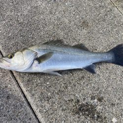 夕まづめ、シーバス狙い