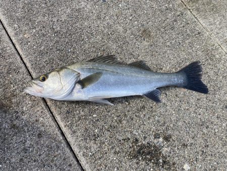 夕まづめ、シーバス狙い