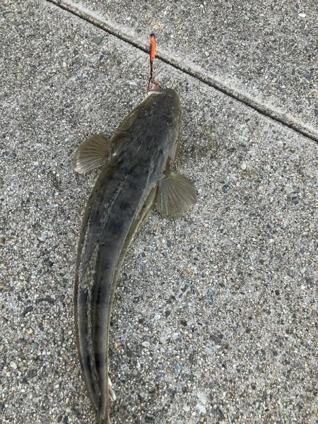 黒鯛の時期は終わりました…