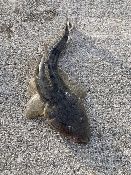 朝から頑張りました