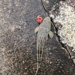 ライトソルトゲーム#02