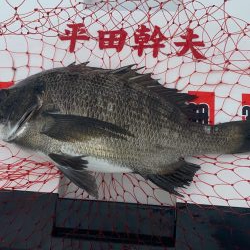 日の出渡8番アイゴ38センチ