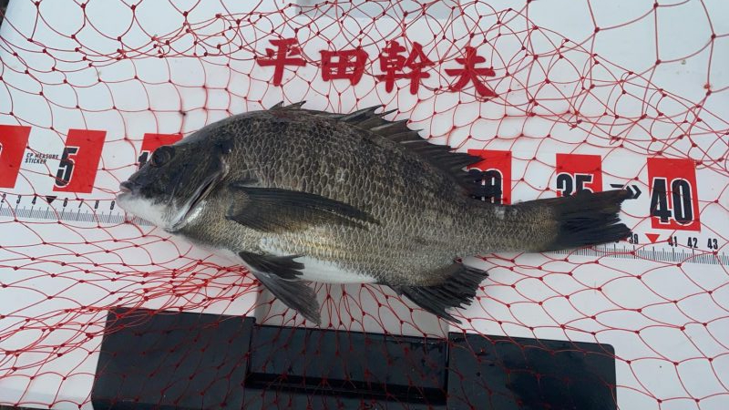 日の出渡8番アイゴ38センチ