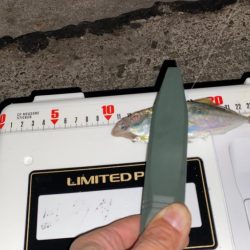 ブルカレⅢ53でアジング