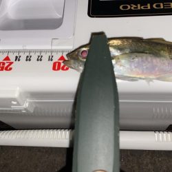 強風下アジング