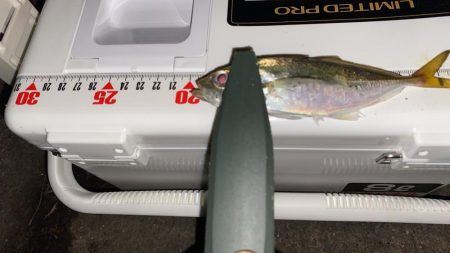 強風下アジング