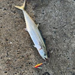 サゴシサゴシサゴシ