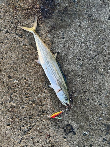 サゴシサゴシサゴシ