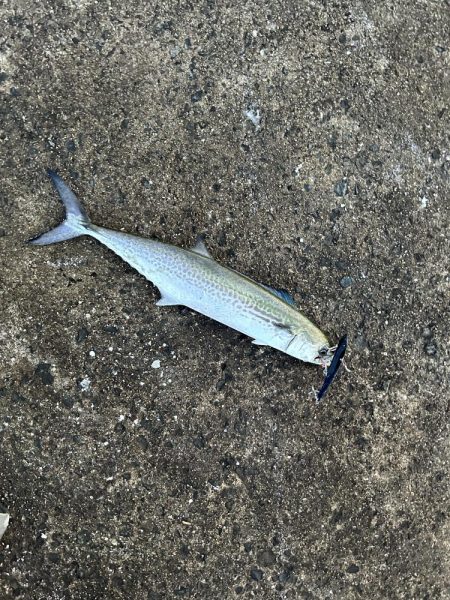 ケーソンでサゴシ