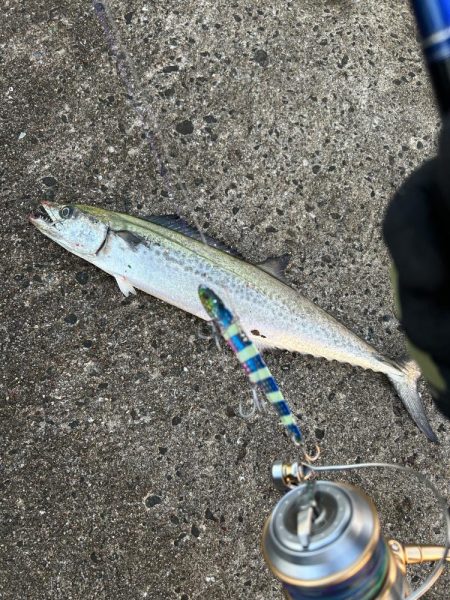 なんとかサゴシ1匹