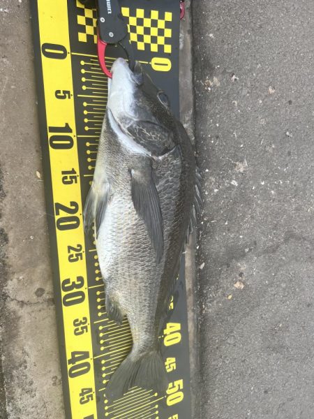 春以来のフカセ釣り