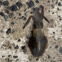 大事なエギが…