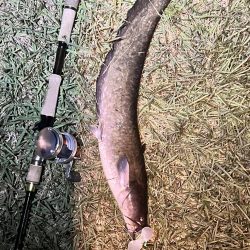 久しぶりのナマズさん