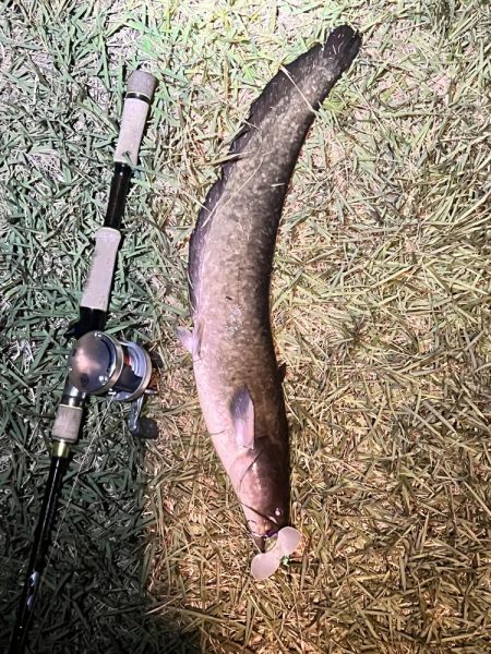 久しぶりのナマズさん