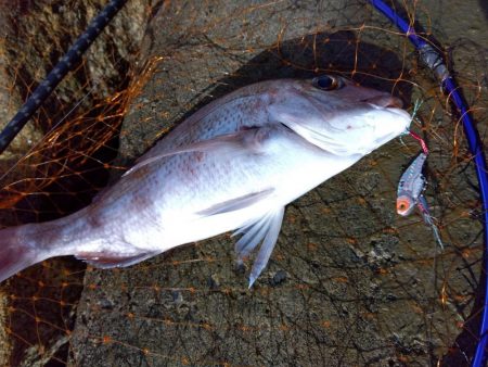 初の釣果に嬉しさ爆発しました。