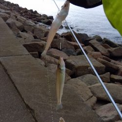 苅屋海岸のキス釣り