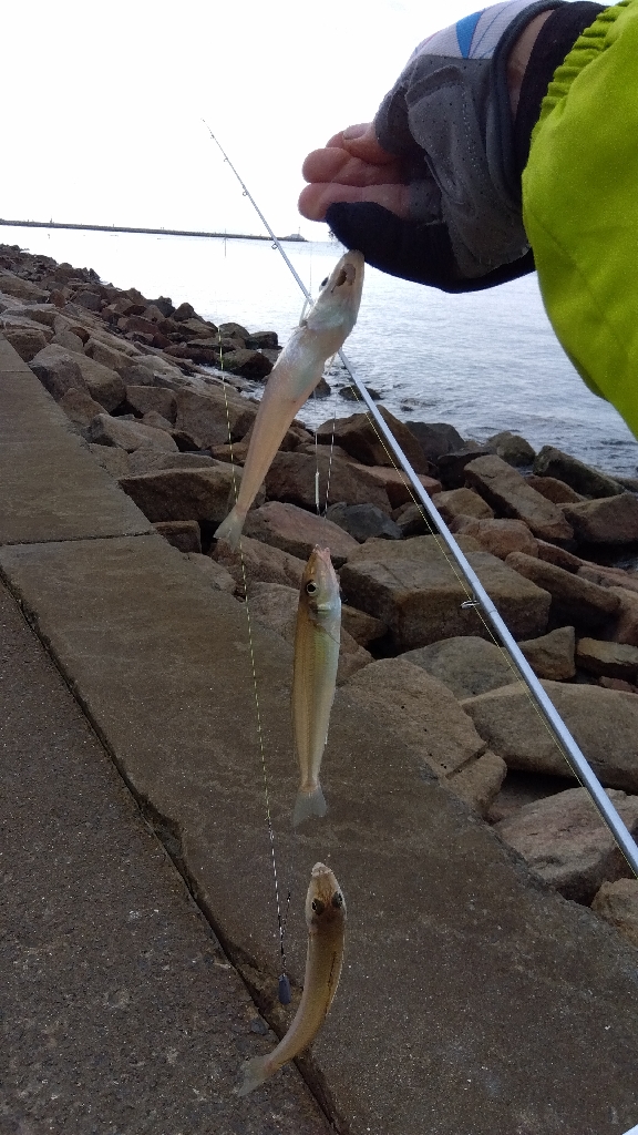 苅屋海岸のキス釣り