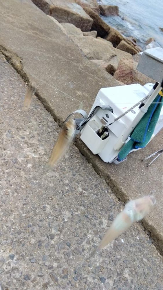 苅屋海岸のキス釣り