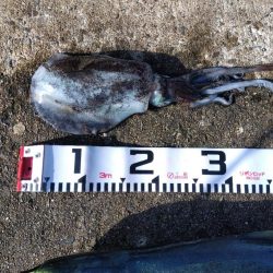 空港でアオリイカ?