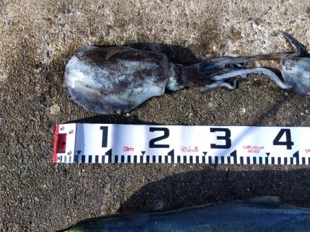 空港でアオリイカ?