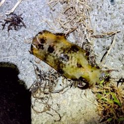 今年、初ヤエン