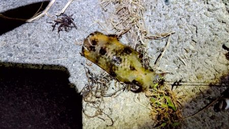 今年、初ヤエン