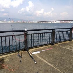 空港でアオリイカ　2