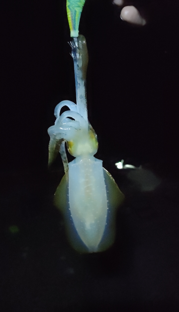 久しぶりの尾鷲釣行