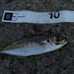 ジグサビキでアジ好調