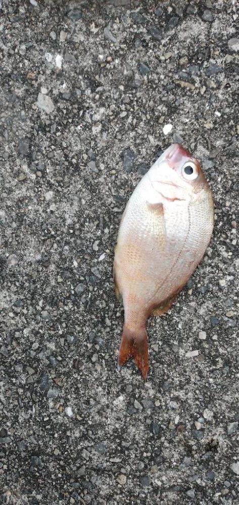 カワハギちょい投げ